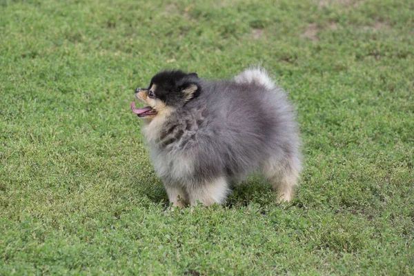 Милий португальський шпіц щеня стоїть на зеленій траві в літньому парку. Німецький шпіц або цвергшпіц. Тварини тварин . — стокове фото