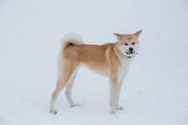 Aranyos Akita inu kutyus a kamerába néz. A téli parkban. Háziállatok. — Stock Fotó