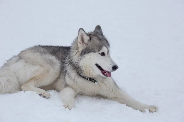 Lindo cachorro husky siberiano están tumbados en una nieve blanca en el parque de invierno. Animales de compañía. — Foto de Stock