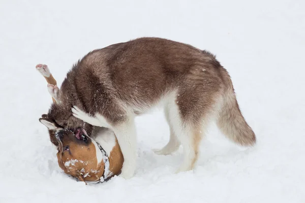 Filhote de cachorro americano staffordshire terrier e cachorro husky siberiano estão jogando em uma neve branca no parque de inverno. Animais de companhia. — Fotografia de Stock