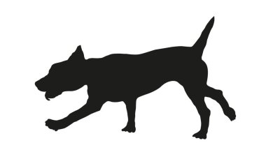 Koşan Amerikan pitbull teriyeri köpeği. Siyah köpek silueti. Beyaz bir arka planda izole edilmiş. Vektör illüstrasyonu.