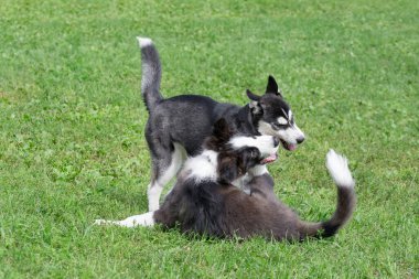 Border collie puppy ve Sibirya husky puppy yaz parkında yeşil çimlerde oynuyorlar. Dört aylık. Evcil hayvanlar. Safkan köpek..