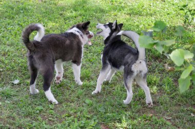 Sibirya kurt köpeği ve sınır köpeği yaz parkında yeşil çimlerde oynuyorlar. Dört aylık. Evcil hayvanlar. Safkan köpek..