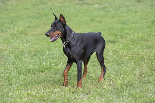 Tatlı doberman pinscher köpek yavrusu yaz parkında yeşil çimlerin üzerinde duruyor. Evcil hayvanlar. Safkan köpek..