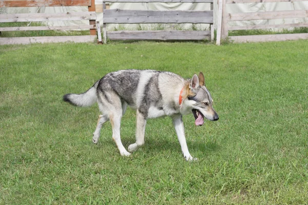 Cute Czechoslovak Wolfdog Walking Green Grass Summer Park 순종하는 — 스톡 사진