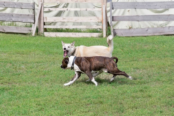 怒った西シベリアのライカは積極的にアメリカの手頃な価格の海賊の子犬を攻撃しています 犬との戦い ペット動物 純血犬 — ストック写真