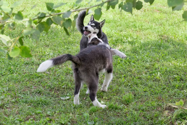 Cute Szczeniak Collie Granicy Syberyjski Husky Szczeniak Grają Zielonej Trawie — Zdjęcie stockowe