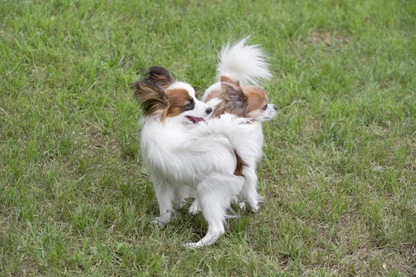 Lindo Juguete Continental Spaniel Cachorro Chihuahua Cachorro Están Pie Sobre —  Fotos de Stock