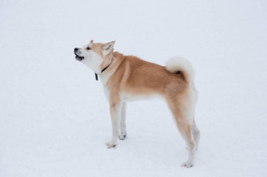 Şirin akita inu yavrusu kış parkında havlıyor. Japon akitası ya da büyük Japon köpeği. Evcil hayvanlar. Safkan köpek..
