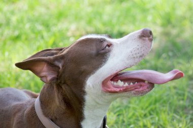 Tatlı Amerikan pitbull teriyeri ve dilsiz köpek yavrusunun portresi. On aylık. Evcil hayvanlar. Safkan köpek. Yaz parkında..