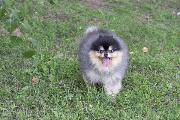 Bonito Cachorro Spitz Pomeranian Está Olhando Para Câmera Deutscher Spitz — Fotografia de Stock