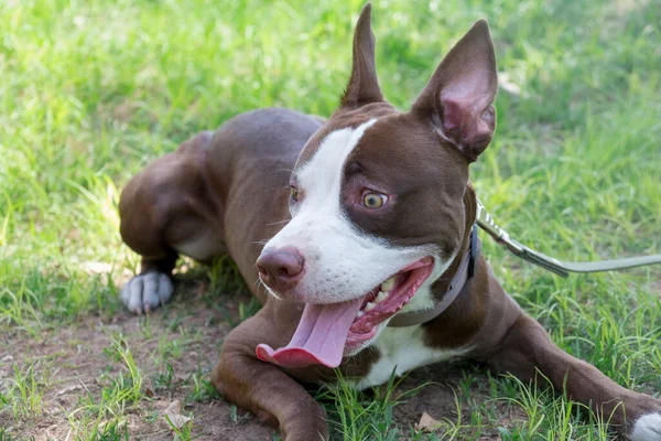 Şirin Amerikan pitbull teriyeri köpeği yaz parkında yeşil çimlerin üzerinde yatıyor. On aylık. Evcil hayvanlar. Safkan köpek..