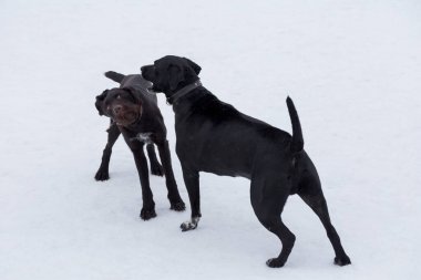 İtalyan mastid köpeği ve Alman drahthaar kış parkında oynuyorlar. Evcil hayvanlar. Safkan köpek..