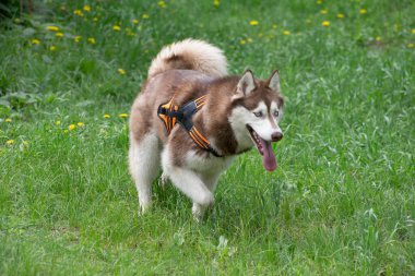 Şirin kırmızı ve beyaz Sibirya kurdu yaz parkında yeşil çimlerin üzerinde yürüyor. Evcil hayvanlar. Safkan köpek..