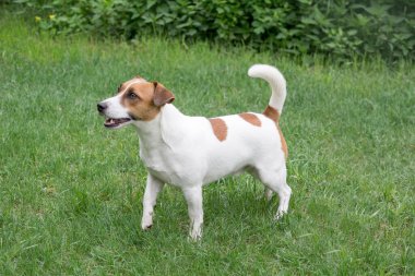 Şirin Jack Russell Terrier köpeği yaz parkında yeşil çimlerin üzerinde duruyor. Evcil hayvanlar. Safkan köpek..