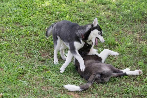Siberiano Husky Cucciolo Confine Collie Cucciolo Stanno Giocando Erba Verde — Foto Stock