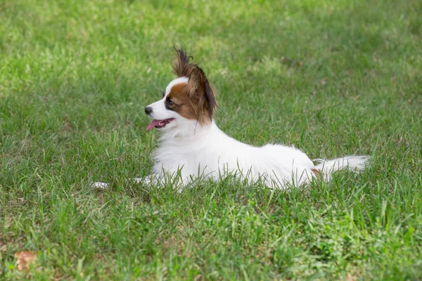 귀여운 양귀비 강아지가 공원의 풀밭에 있습니다 순종하는 — 스톡 사진
