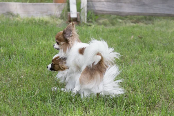 Avrupai oyuncak spanyel ve chihuahua yeşil çimlerin üzerinde sevişiyorlar. Yaz parkında çiftleşirken köpekler. Evcil hayvanlar. Safkan köpekler..