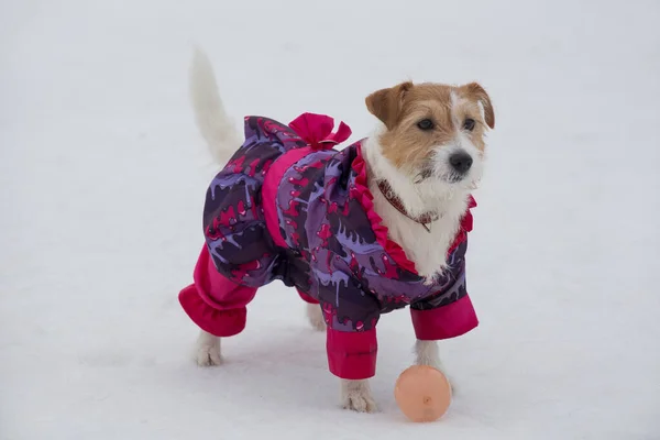 Mignon Chiot Jack Russell Terrier Beaux Vêtements Pour Animaux Compagnie — Photo