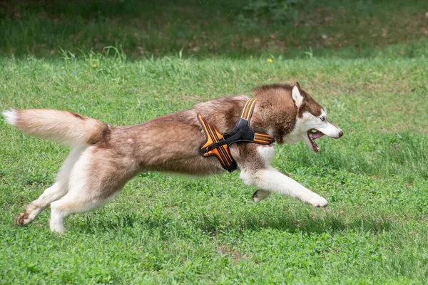 夏天的公园里 红白相间的冬眠哈士奇在绿草上奔跑 宠物动物 纯种狗 — 图库照片
