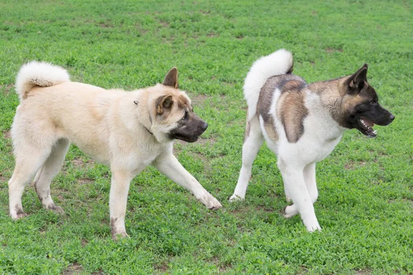 Dos Cachorros Americanos Akita Están Jugando Una Hierba Verde Parque —  Fotos de Stock