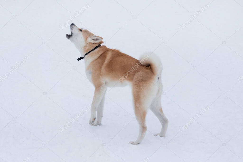 Cute akita inu puppy is barking in the winter park. Japanese akita or great japanese dog. Pet animals. Purebred dog.