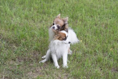 Avrupai oyuncak spanyel ve chihuahua yeşil çimlerin üzerinde sevişiyorlar. Yaz parkında çiftleşirken köpekler. Evcil hayvanlar..