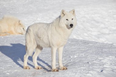 Vahşi kutup kurdu beyaz karın üzerinde duruyor. Canis lupus arctos. Beyaz kurt mu yoksa Alaska kurdu mu?.