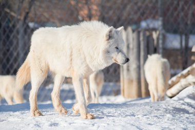 Vahşi beyaz kurt beyaz bir karın üzerinde yürüyor. Canis lupus arctos. Kutup kurdu mu yoksa Alaska kurdu mu?.