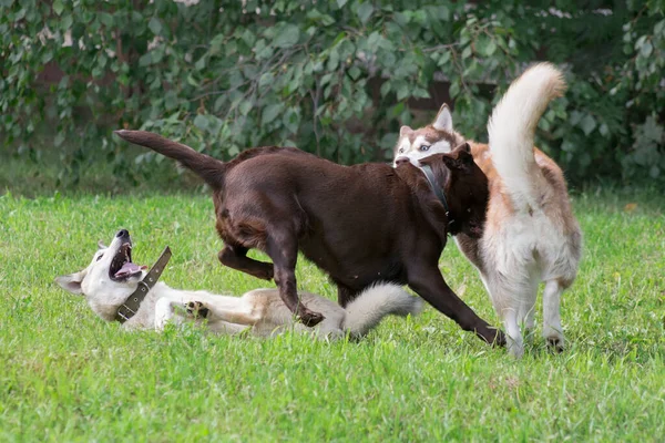 Syberyjski husky, zachodniosyberyjska laika i labrador retriever szczeniak bawią się na zielonej trawie w letnim parku. Zwierzęta domowe. — Zdjęcie stockowe