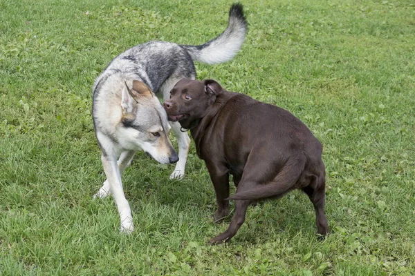 Czechosłowacki wilczak i labrador retriever szczeniak bawią się na zielonej trawie w letnim parku. Zwierzęta domowe. — Zdjęcie stockowe