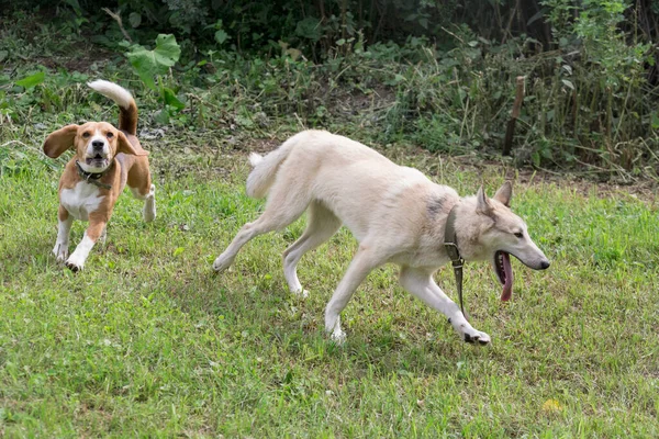 Zachodniosyberyjska laika i angielski szczeniak beagle bawią się i biegają po zielonej trawie w letnim parku. Zwierzęta domowe. — Zdjęcie stockowe