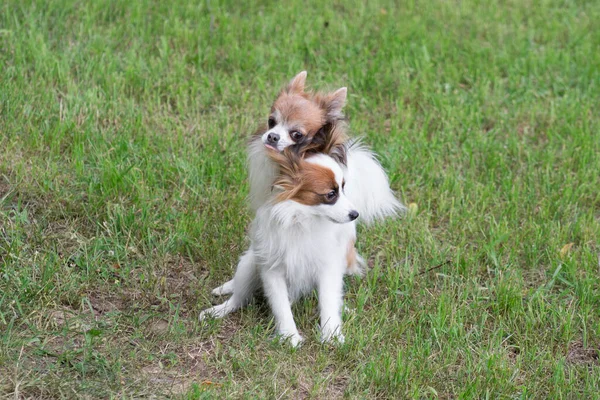 Juguete continental spaniel y chihuahua están haciendo el amor en una hierba verde. Perros mientras se aparean en el parque de verano. Animales de compañía. —  Fotos de Stock