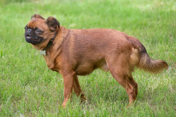 Cute petit brabancon filhote de cachorro está de pé em uma grama verde no parque de verão. Animais de companhia. — Fotografia de Stock