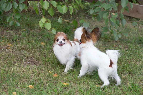 Lindo juguete continental spaniel cachorro y chihuahua cachorro están jugando en una hierba verde en el parque de verano. Animales de compañía. —  Fotos de Stock