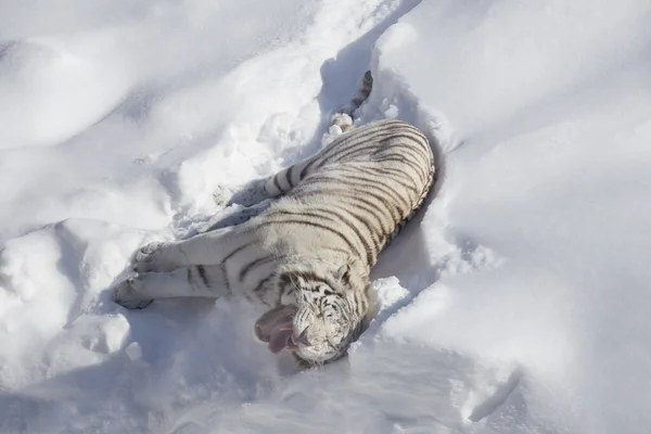 Tigre de bengala branco selvagem está mentindo e se aquecendo em uma neve branca. Panthera tigris tigris. — Fotografia de Stock