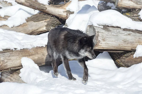 Wild black canadian wolf is standing on a white snow. Canis lupus pambasileus. — Stock Photo, Image
