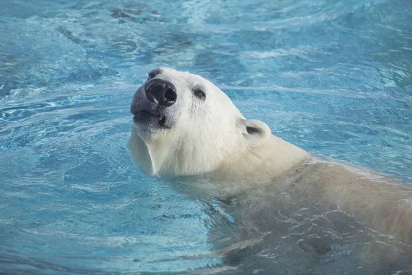 Büyük kutup ayısı mavi sularda yüzüyor ve bakıyor. Kafanı yaklaştır. Ursus maritimus veya Thalarctos Maritimus.