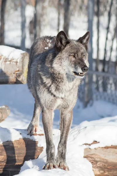 Leuke zwarte Canadese wolf staat op een witte sneeuw en kijkt weg. Canis lupus pambasileus. — Stockfoto