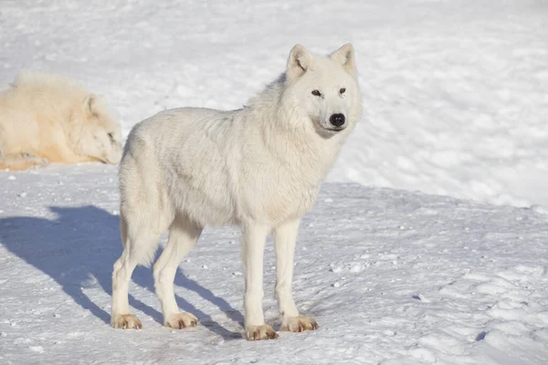 Le loup polaire sauvage est debout sur la neige blanche. Canis lupus arctos. Loup blanc ou loup de la toundra de l'Alaska. — Photo