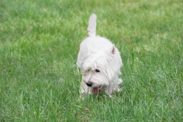 Lindo Perrito Terrier Escocés Está Caminando Sobre Una Hierba Verde — Foto de Stock