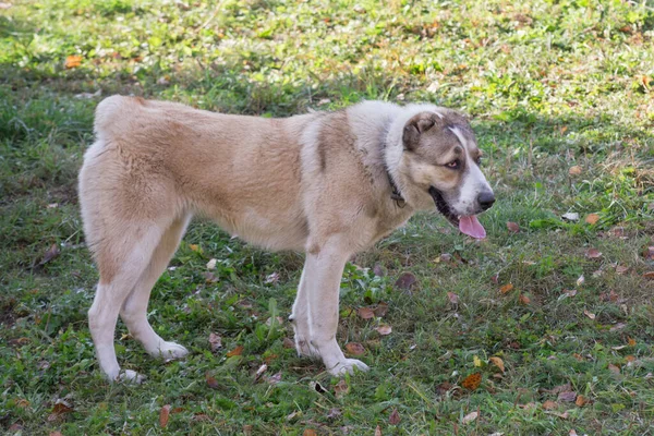 Cute Central Asian Shepherd Dog Puppy Standing Green Grass Summer — Stock Photo, Image