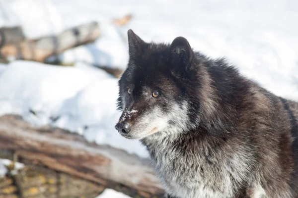 Wild black canadian wolf is standing on a white snow and looking away. Canis lupus pambasileus. Animals in wildlife.