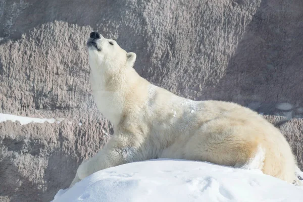 Jegesmedve Kölyök Fekszik Fehér Hóban Sütkérezik Fényes Napon Ursus Maritimus — Stock Fotó