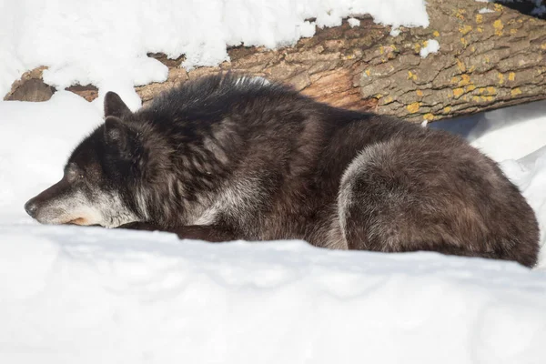 Lobo Canadiense Negro Salvaje Yace Sobre Una Nieve Blanca Mira — Foto de Stock