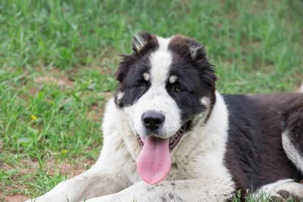 Orta Asya Çoban Köpeği Köpek Yavrusu Yaz Parkında Yeşil Çimlerin — Stok fotoğraf