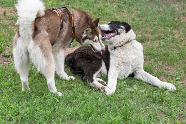 시베리아 허스키 강아지와 강아지는 공원의 위에서 아시아의 양치기 순종하는 — 스톡 사진
