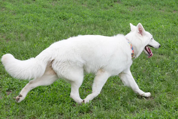 Lindo Perro Pastor Suizo Blanco Cachorro Está Corriendo Sobre Una —  Fotos de Stock