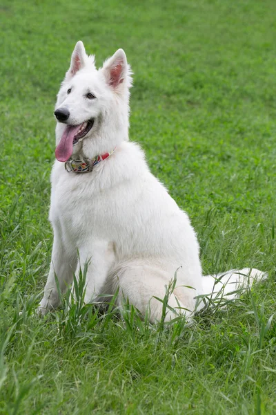 Carino Cane Pastore Svizzero Bianco Cucciolo Seduto Erba Verde Nel — Foto Stock