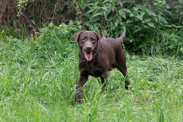 Χαριτωμένη Σοκολάτα Λαμπραντόρ Retriever Κουτάβι Στέκεται Ένα Πράσινο Γρασίδι Στο — Φωτογραφία Αρχείου